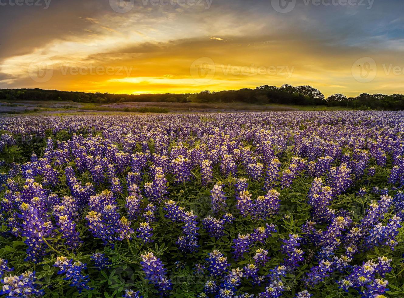 Texas Bluebonnet Feld im Sonnenuntergang bei Muleshoe Bend foto
