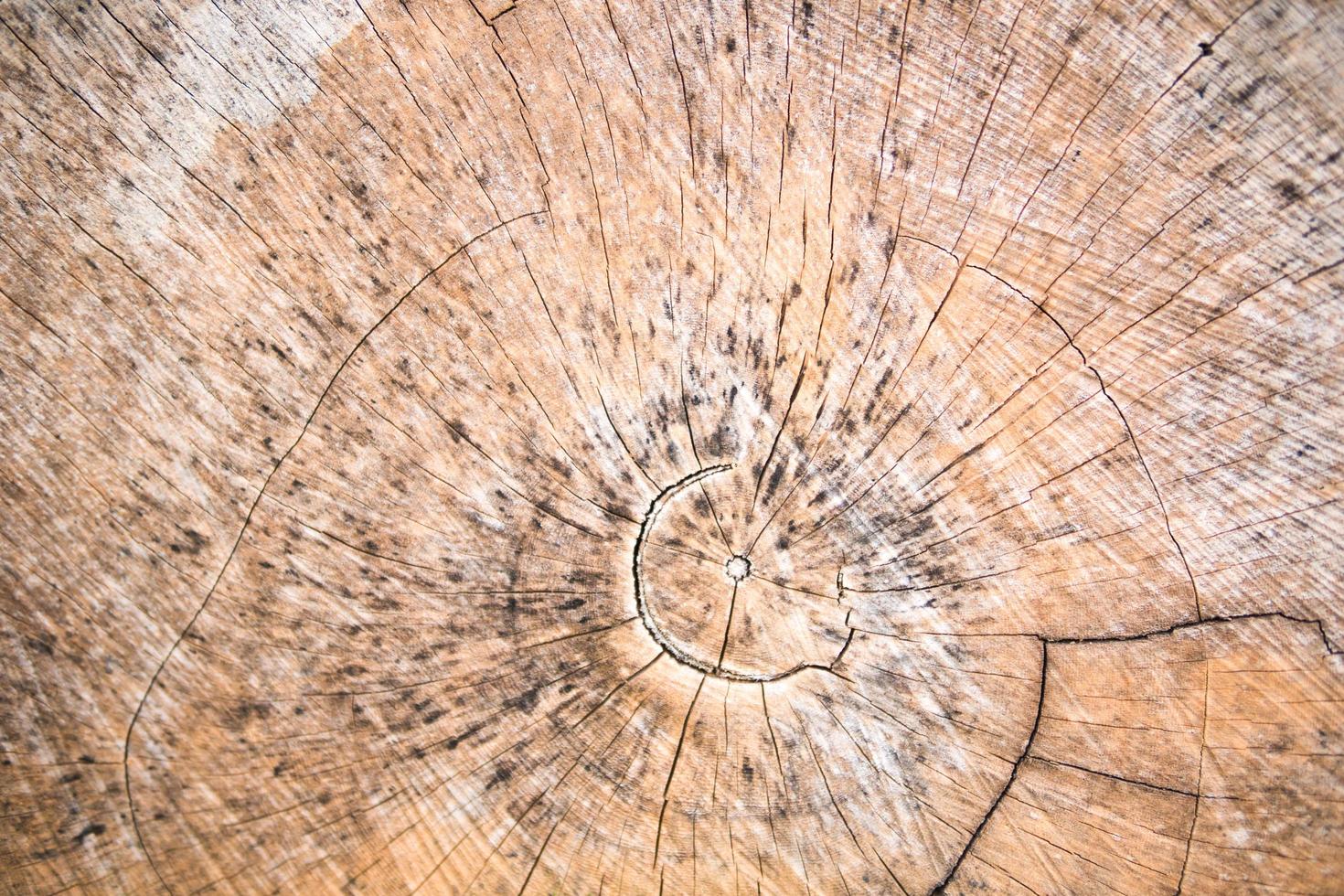 hölzerner strukturierter hintergrund. Querschnittsansicht eines Holzschnitts mit strukturiertem Ende. foto