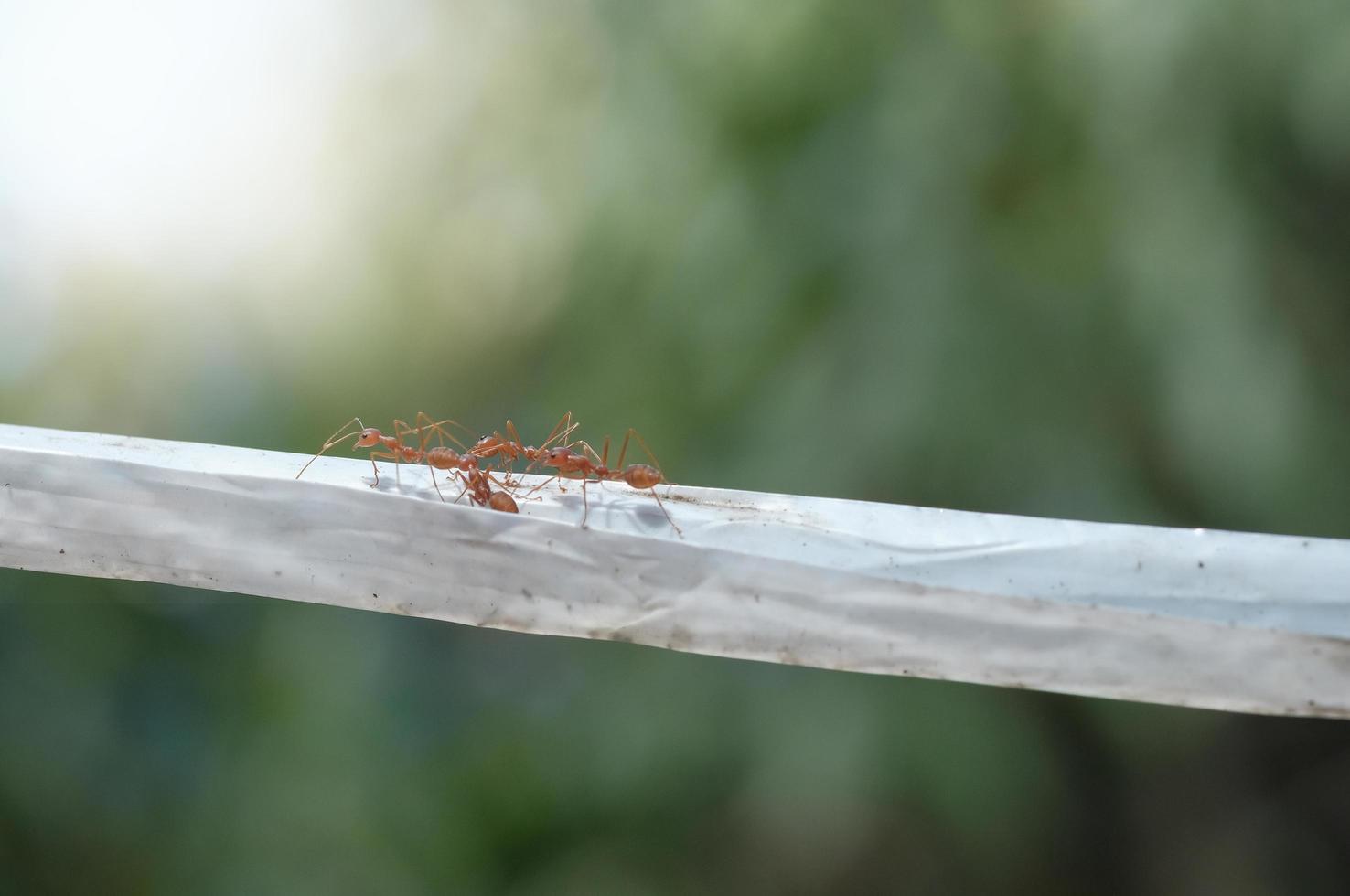 Rote Ameisen, die auf dem Plastikseil mit unscharfem Hintergrund, selektivem Fokus, Lichteffekt laufen. foto