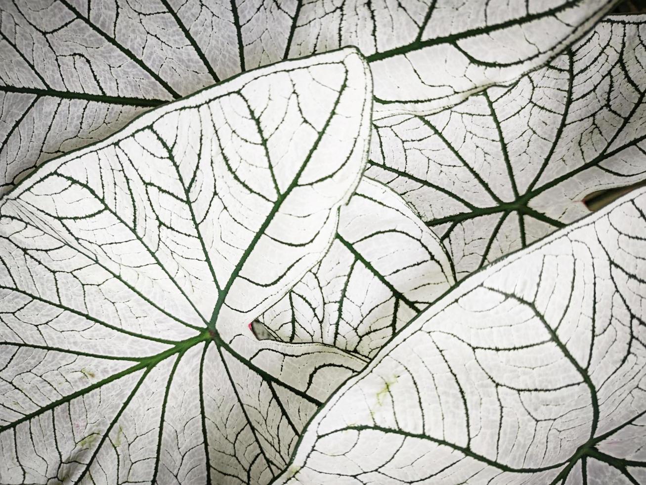 Blattpflanze Hintergrund. Caladium zweifarbige Pflanze foto