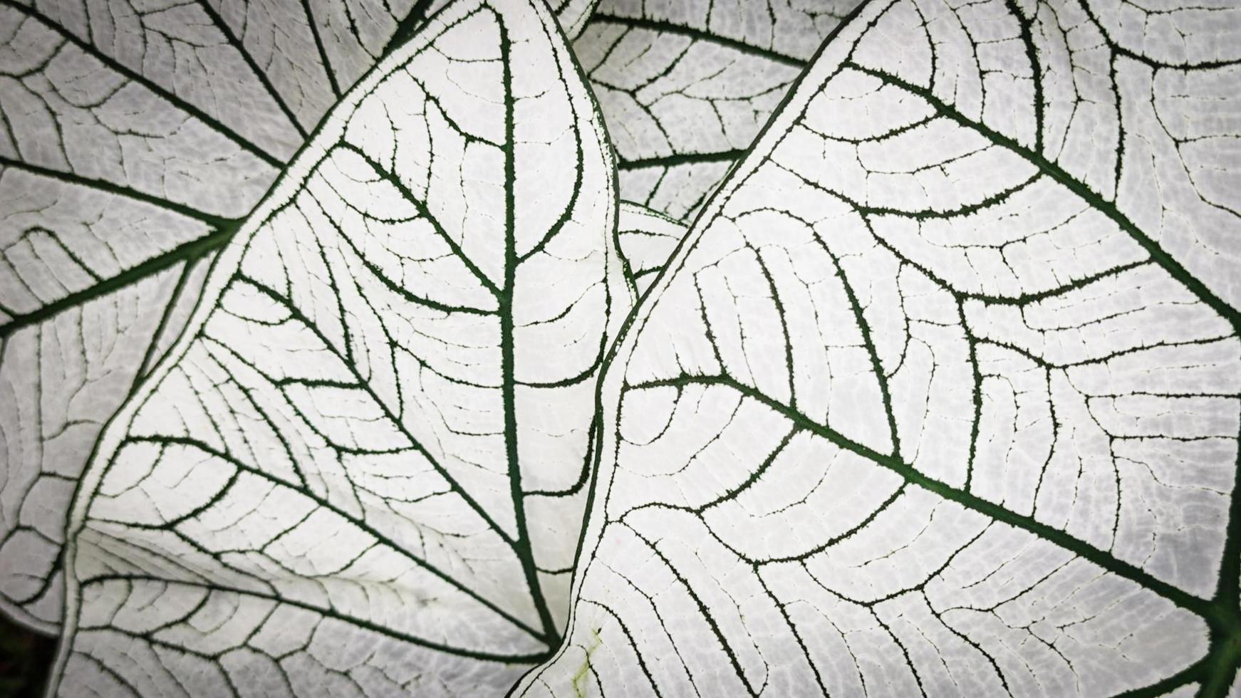 Blattpflanze Hintergrund. Caladium zweifarbige Pflanze foto