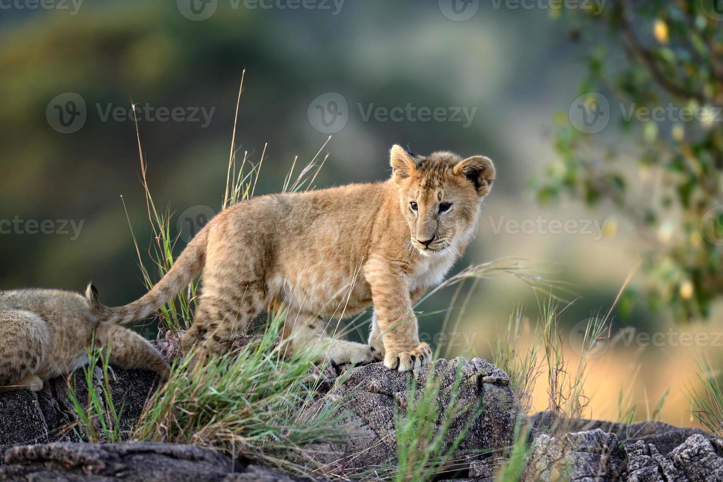 Löwenbaby, Nationalpark von Kenia, Afrika foto