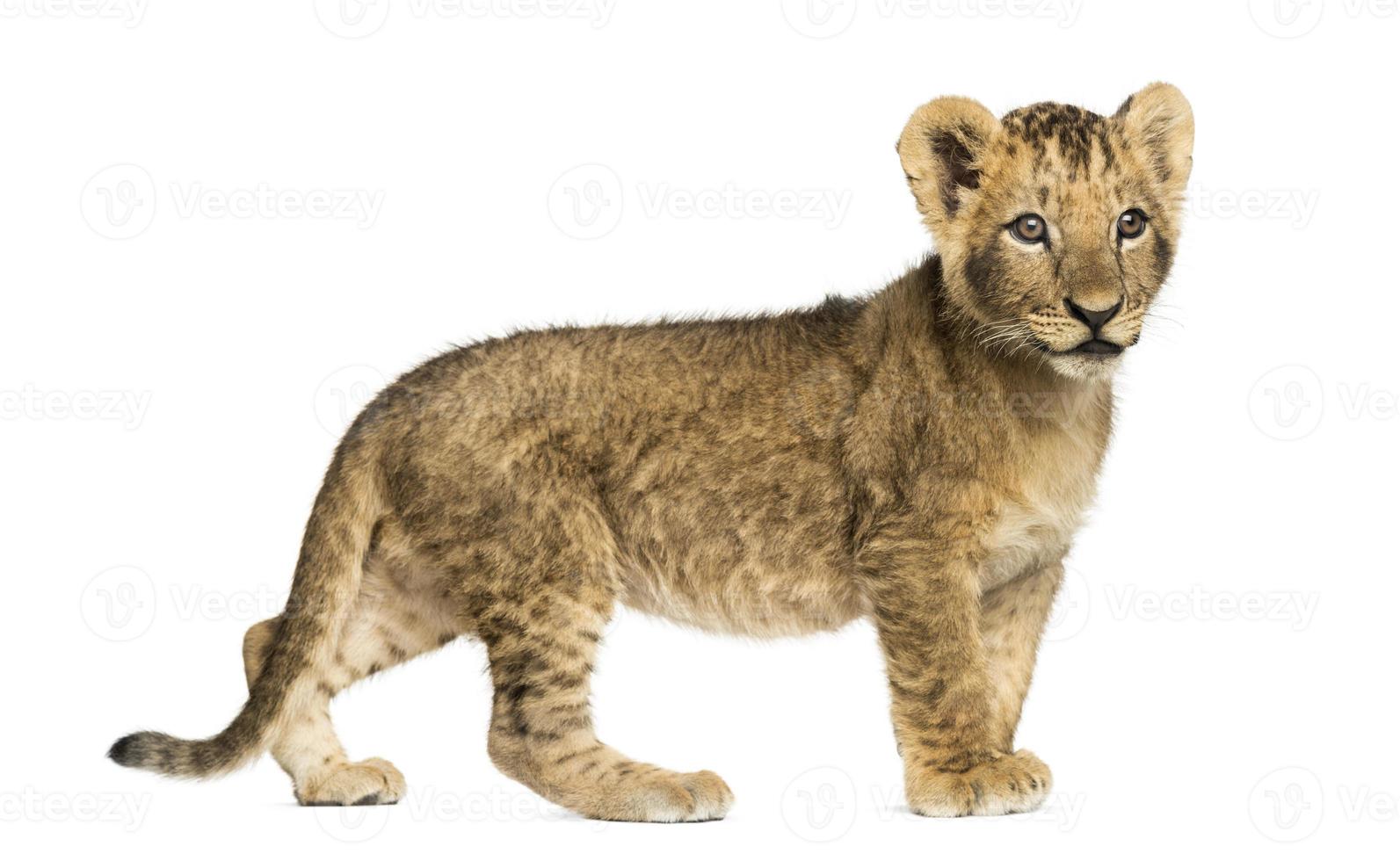 Seitenansicht eines Löwenjungen, der wegschaut foto