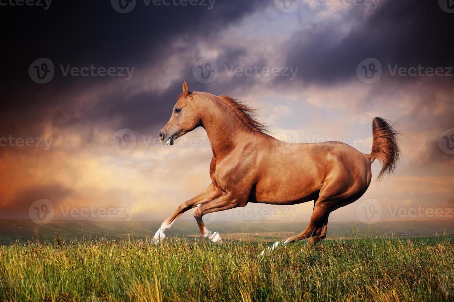 schönes rotes arabisches Pferd, das Galopp läuft foto