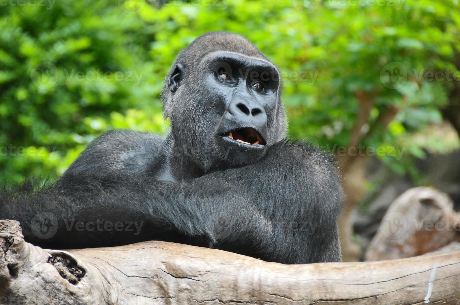 schwarzer Gorilla, der auf einem Holzpfahl ruht foto