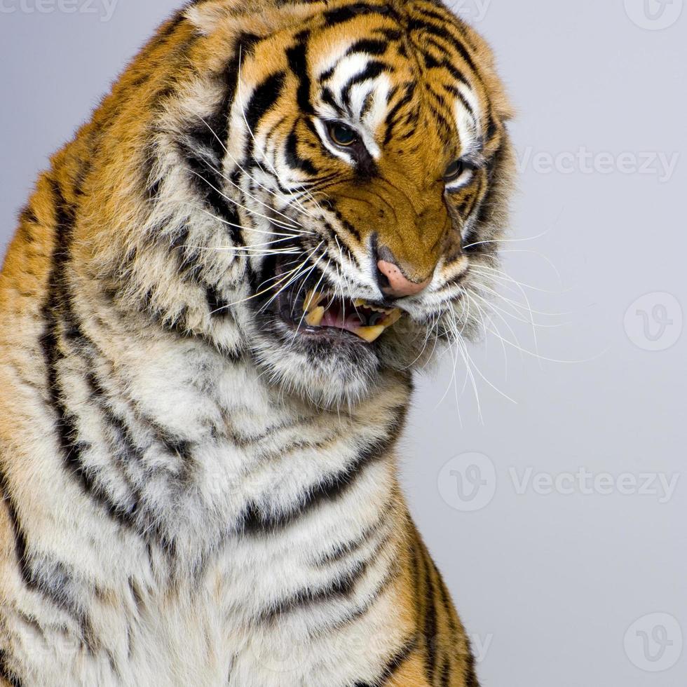 Tiger knurrt foto