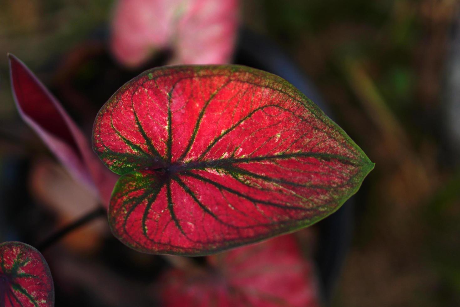 Caladium-Blätter im Topf, tolle Pflanze zur Dekoration des Gartens foto