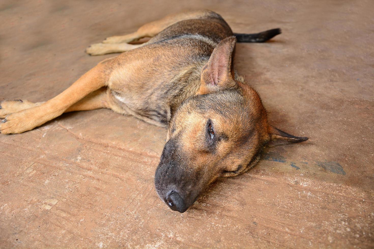 brauner hund, der auf zementboden liegt foto