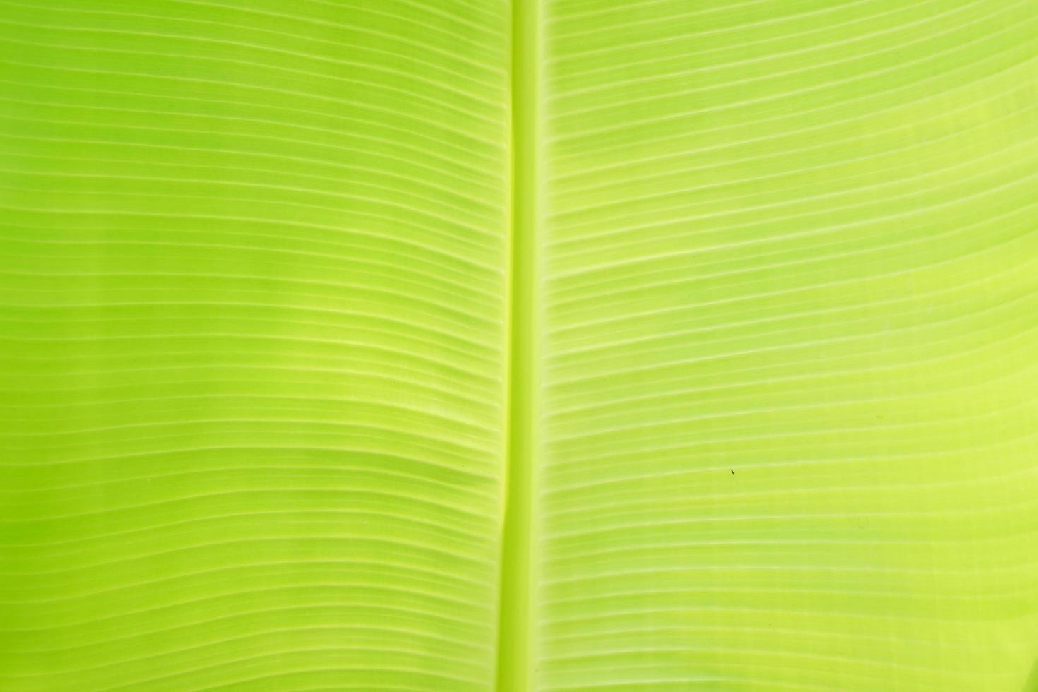 grüner bananenblatthintergrund für die herstellung von bannern foto