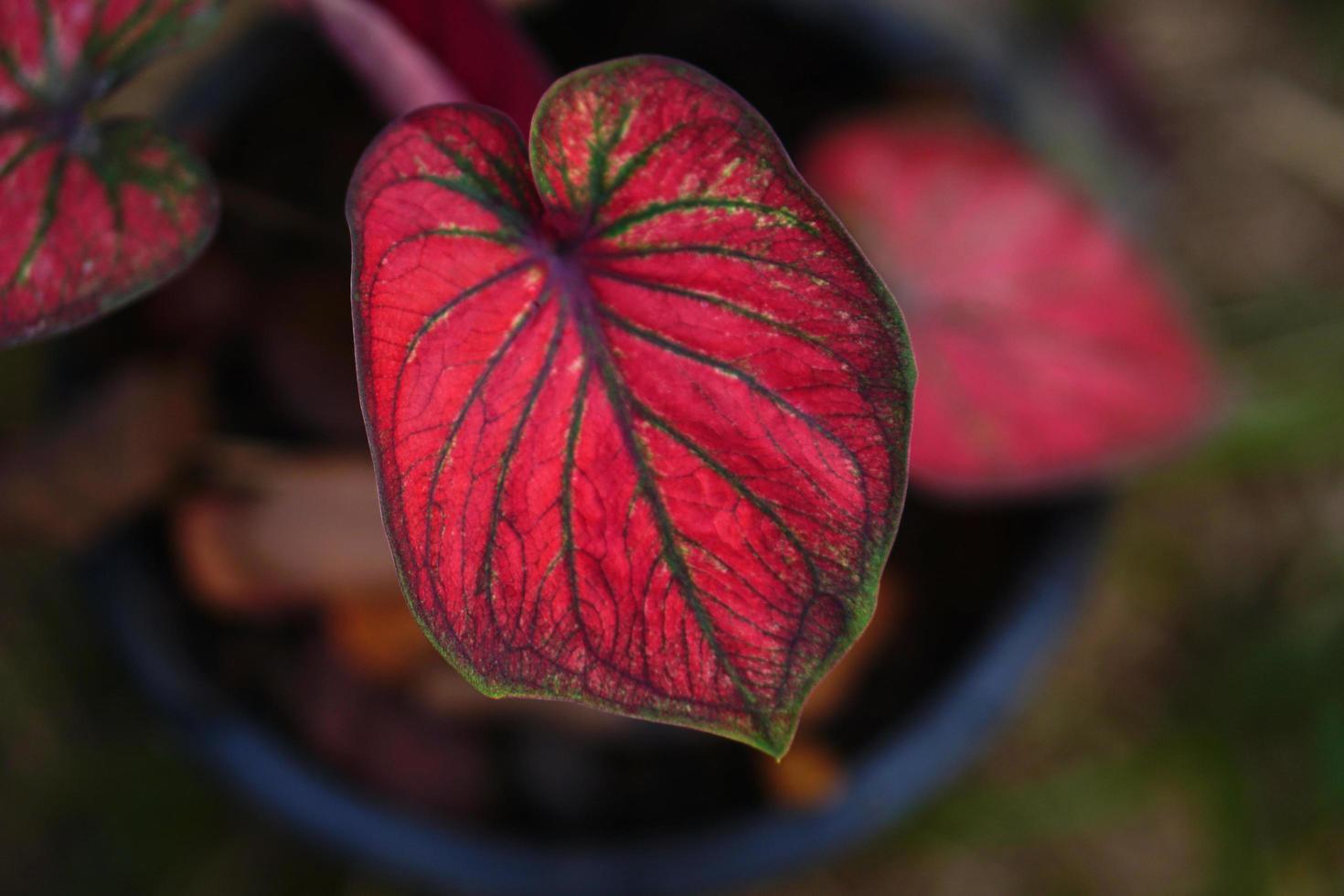 Caladium-Blätter im Topf, tolle Pflanze zur Dekoration des Gartens foto