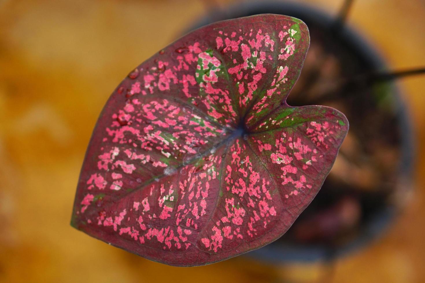 Caladium-Blätter im Topf, tolle Pflanze zur Dekoration des Gartens foto