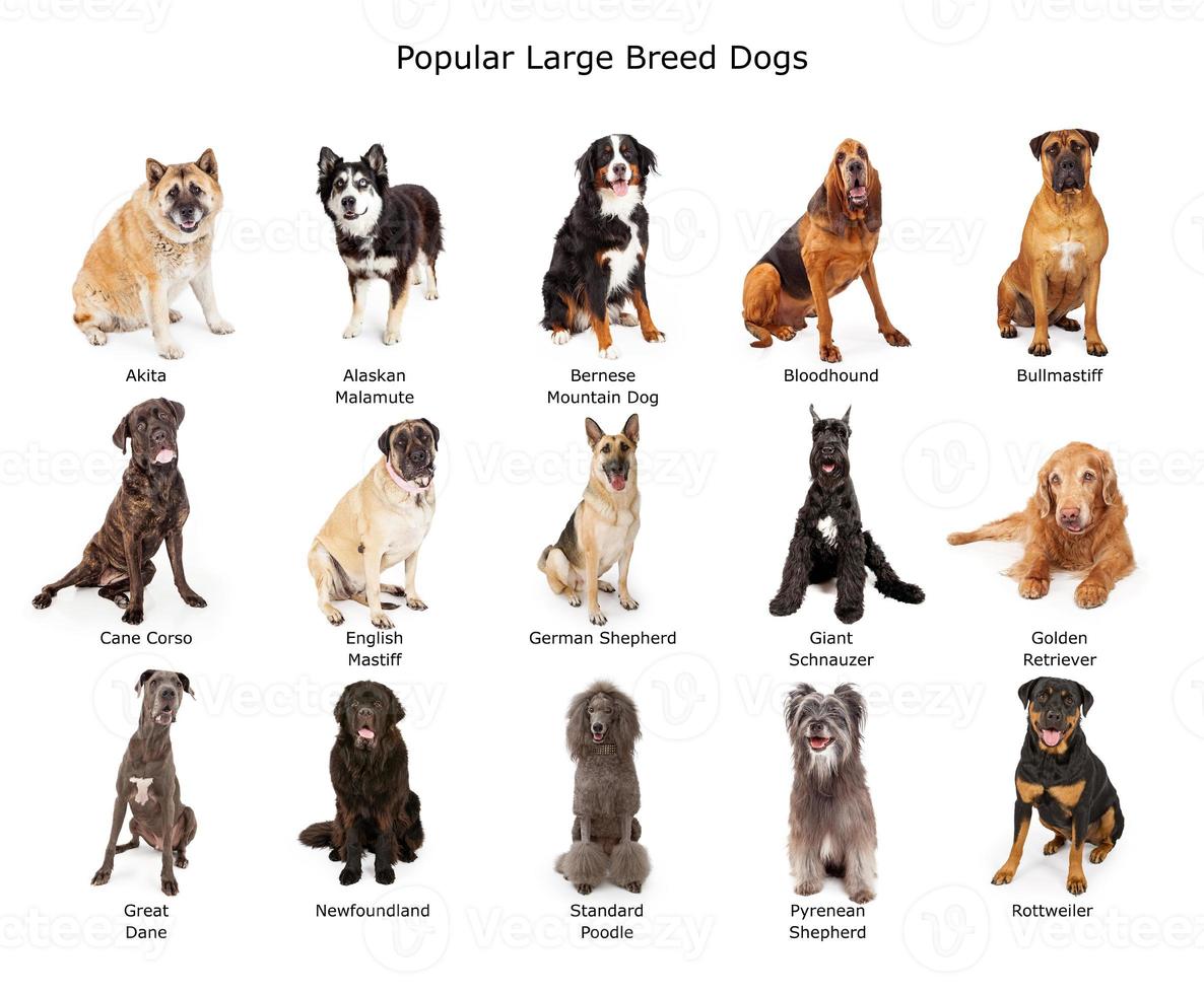 Sammlung von beliebten Hunden großer Rassen foto