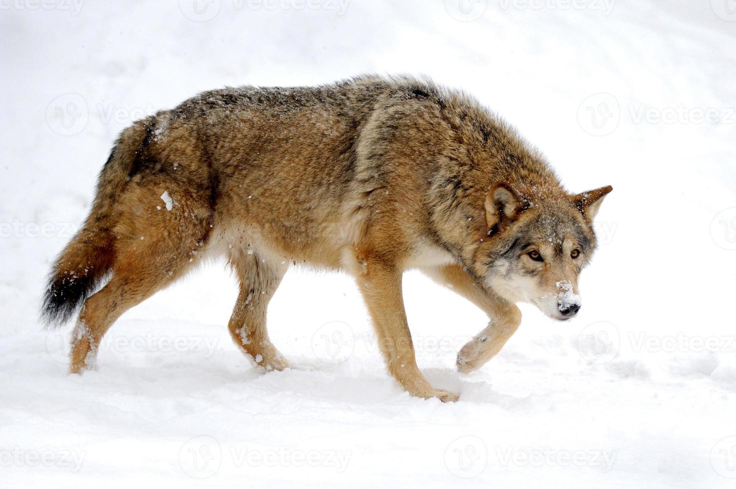 Wolf foto