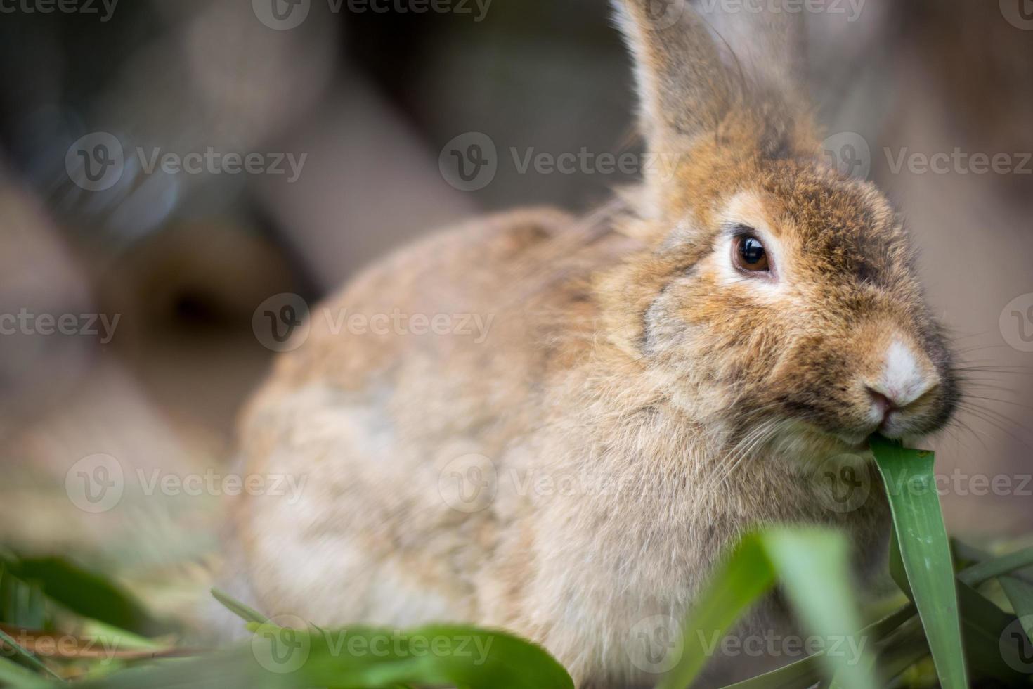 Baby Kaninchen foto