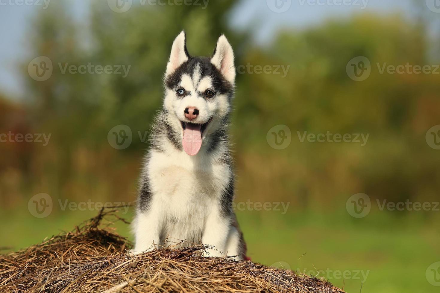 Welpe Husky mit verschiedenfarbigen Augen mit hängender Zunge foto