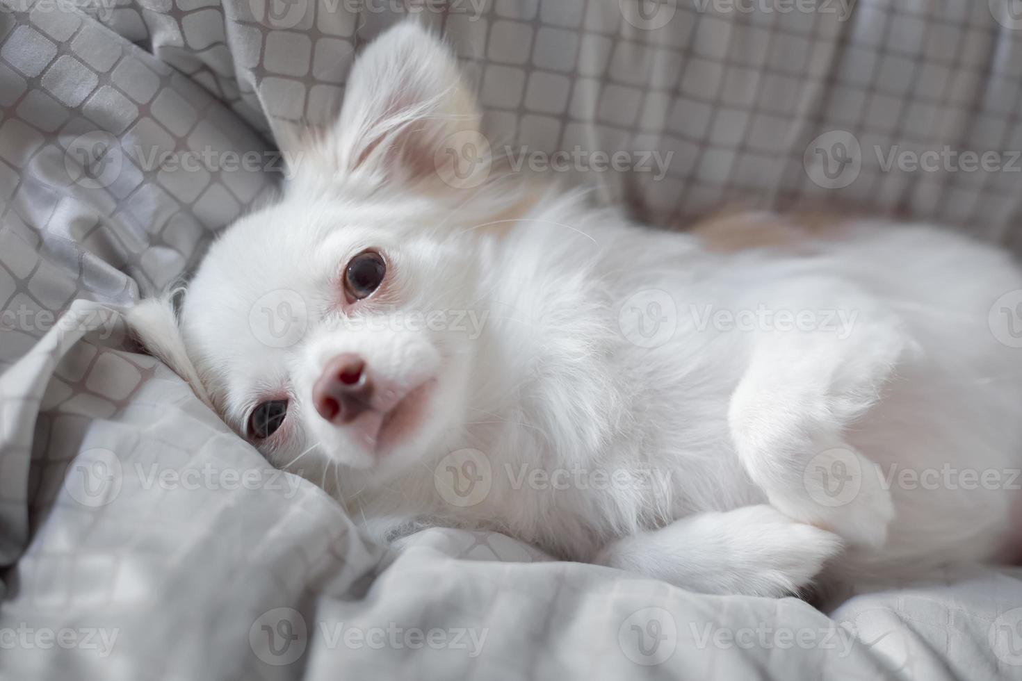 weiße Chihuahua foto