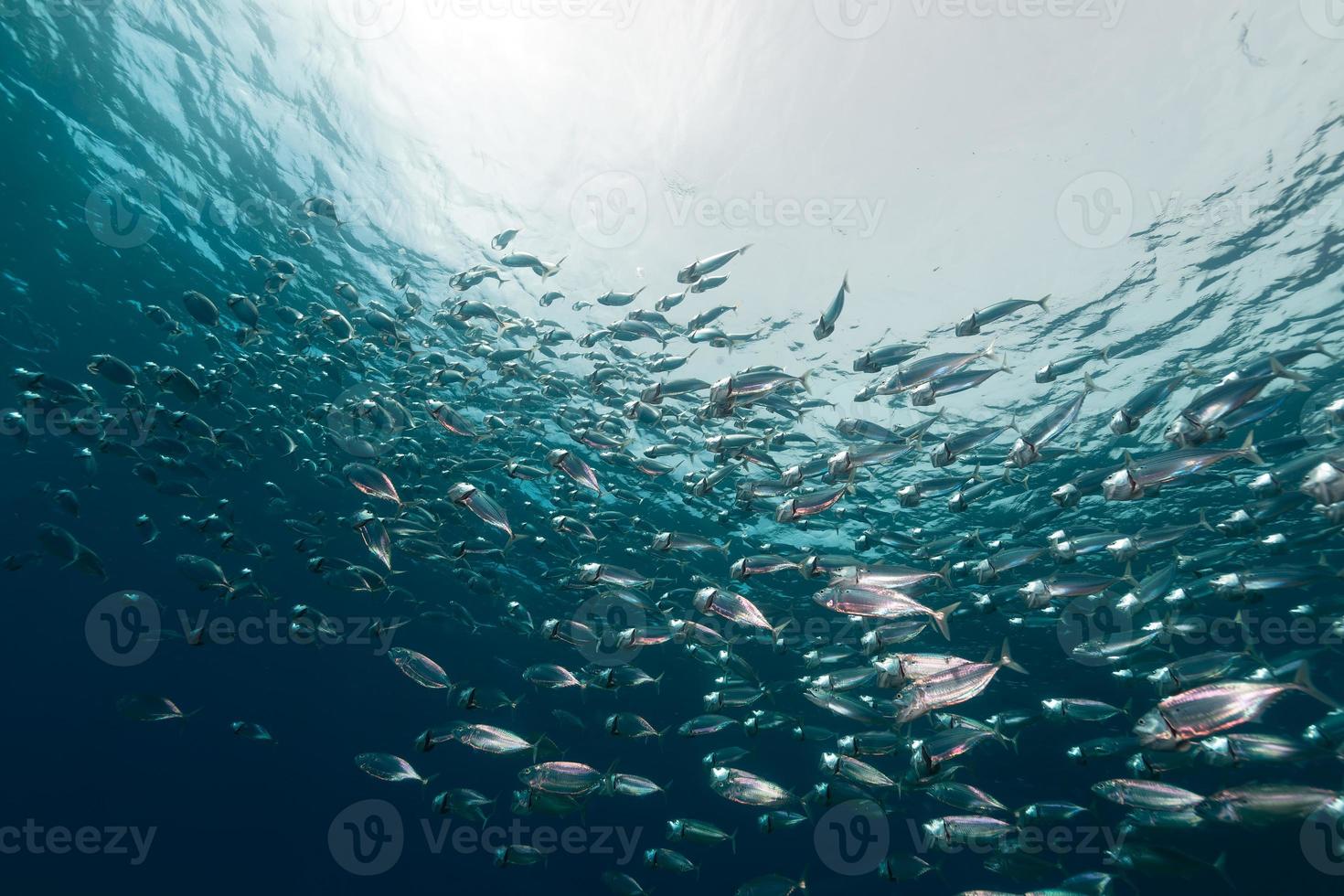 gestreifte Makrele im Roten Meer. foto