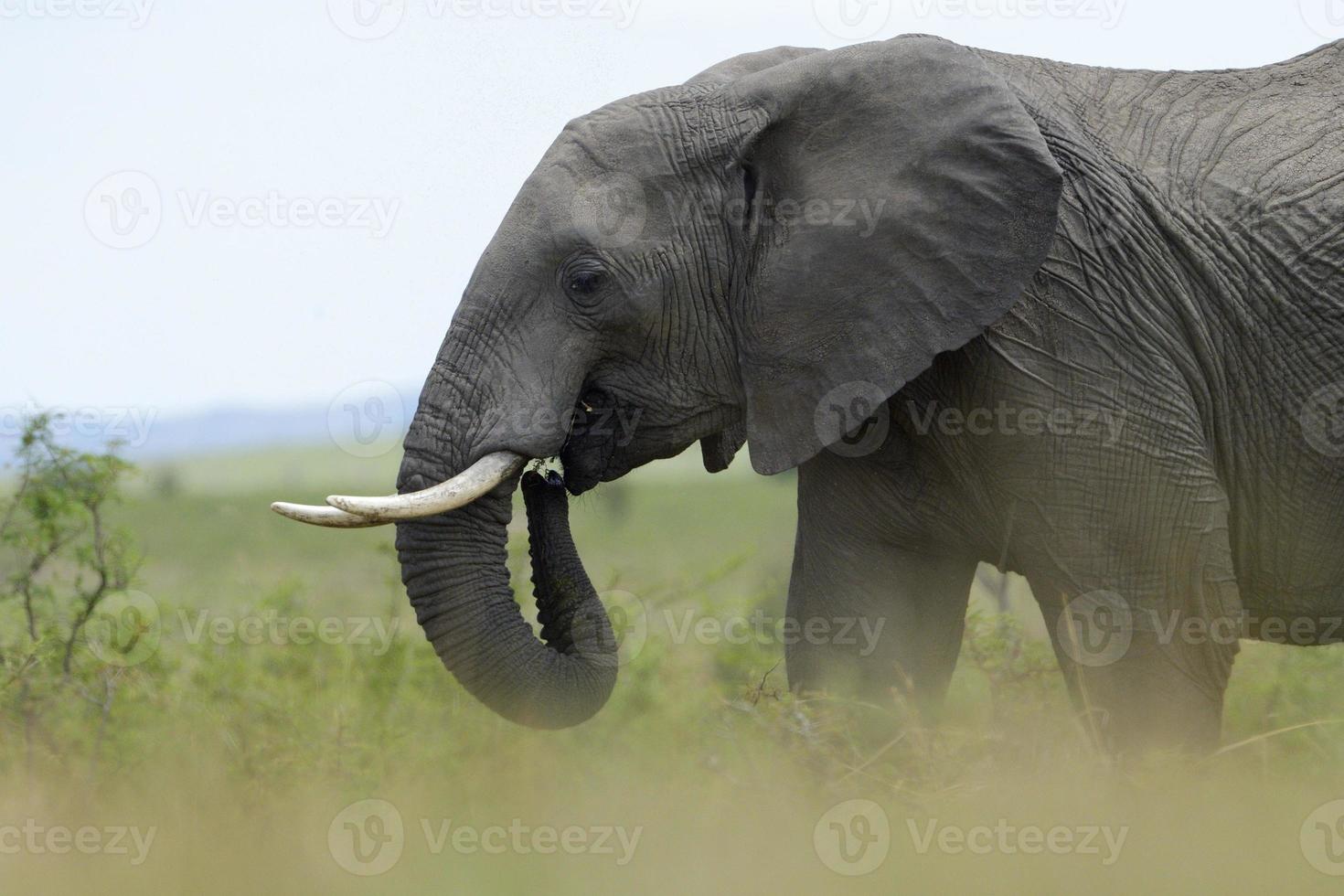 afrikanischer Elefant (loxodonta africana) foto