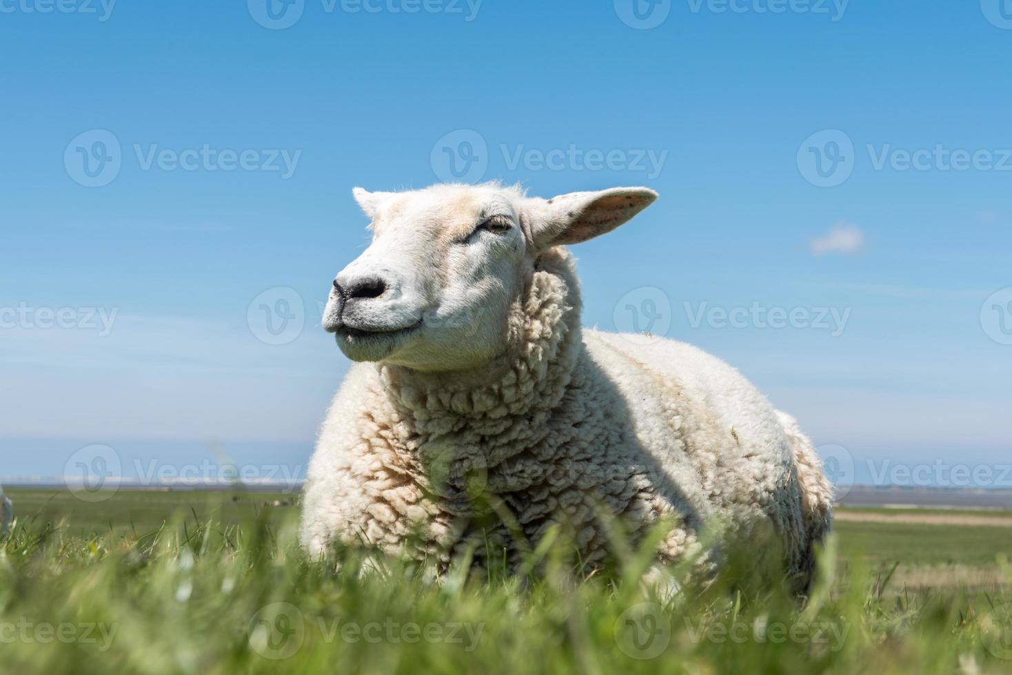 erfreut aussehende Schafe foto