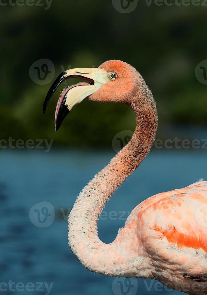der amerikanische flamingo (phoenicopterus ruber) foto