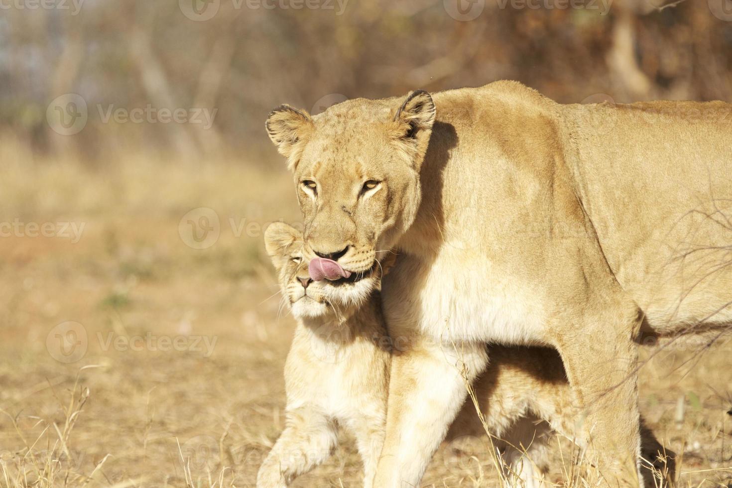 Löwin mit ihrem Jungen foto