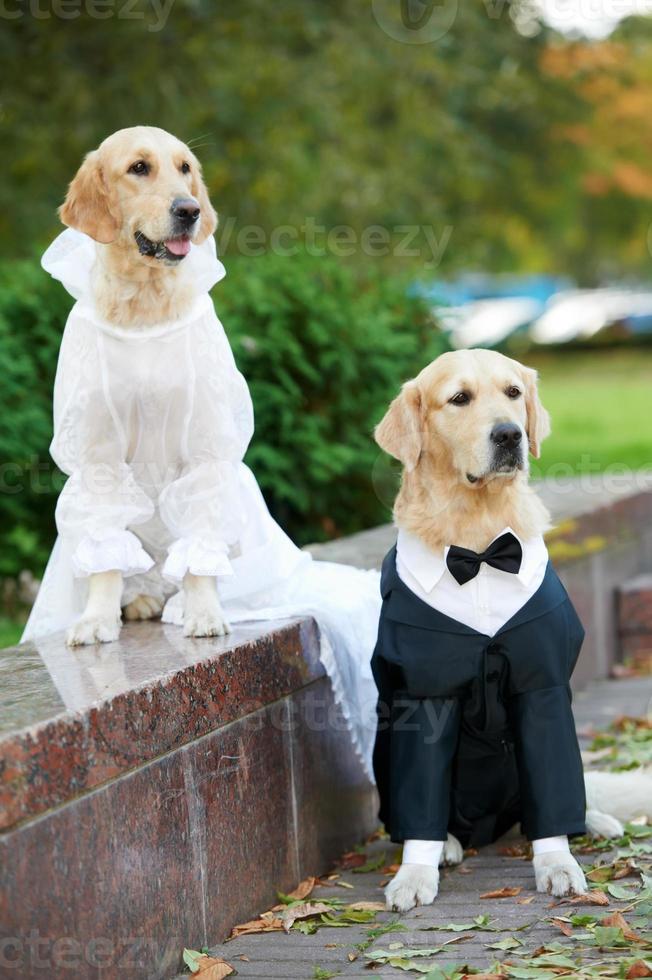 zwei Golden Retriever Hunde in Kleidung foto