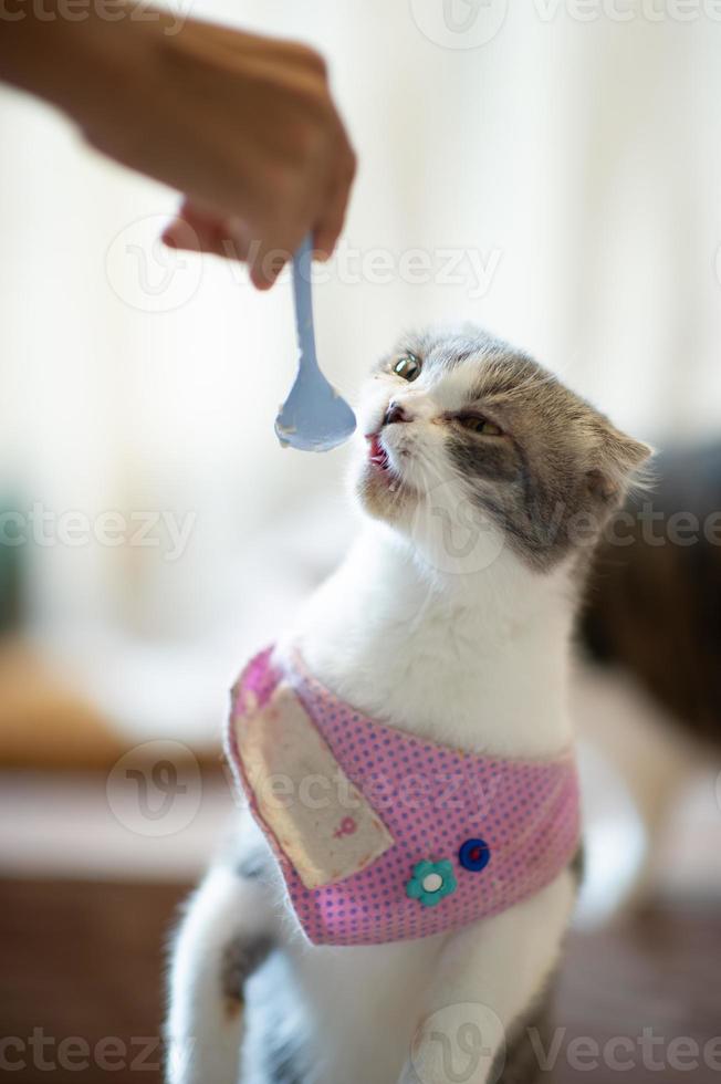 süße und verspielte Haustierkatzen, die im Haus sitzen, das Konzept eines treuen Liebhabers foto