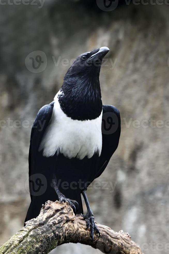 gescheckte Krähe (Corvus albus) foto
