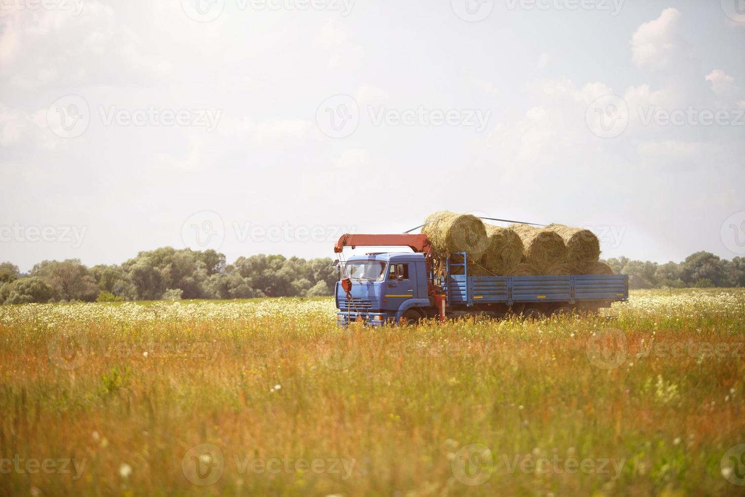 Ein blauer LKW mit einem Pfeil holt runde Heuhaufen vom Feld. Ernten für Winterfutter für Rinder, Landwirtschaft, Tierhaltung, Ernten von den Feldern foto