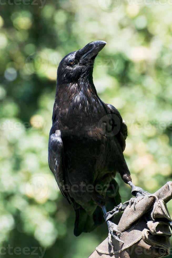 Rabe (Corvus Corax) foto