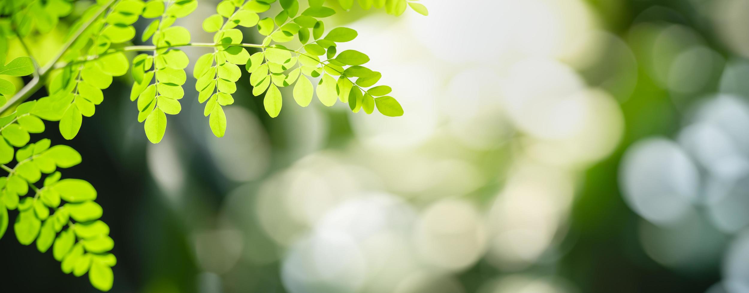 Nahaufnahme des grünen Blattes der schönen Naturansicht auf unscharfem grünem Hintergrund im Garten mit Kopienraum unter Verwendung als Hintergrunddeckblattkonzept. foto