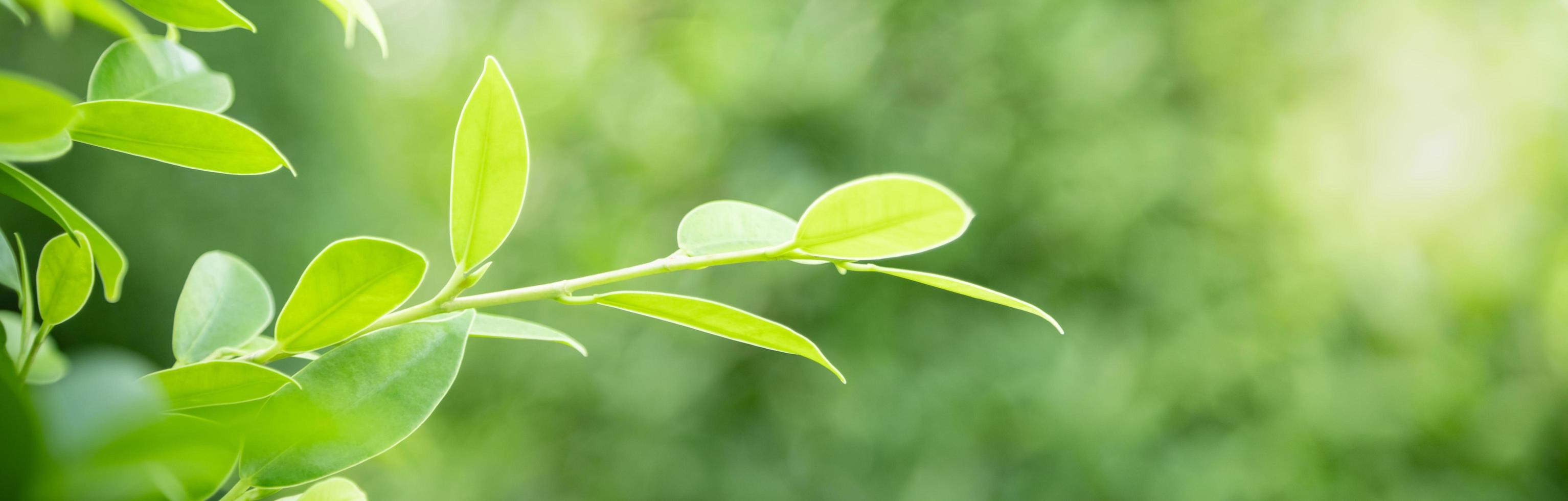 Nahaufnahme des grünen Blattes der Naturansicht auf unscharfem grünem Hintergrund unter Sonnenlicht mit Bokeh und Kopienraum unter Verwendung der natürlichen Pflanzenlandschaft des Hintergrundes, Ökologieabdeckungskonzept. foto