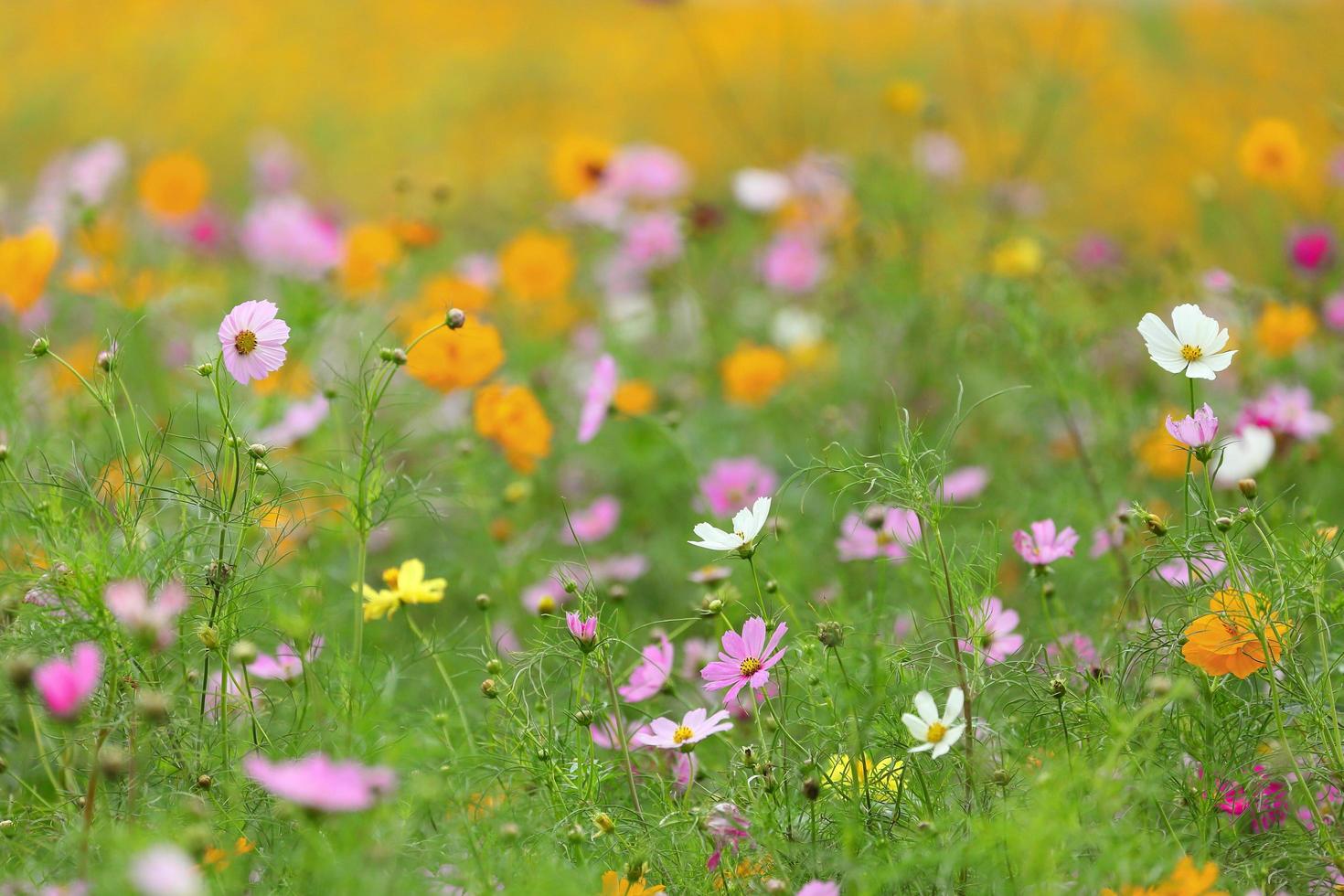 Rosa, gelbe und weiße Kosmos-Blumenwiese im Sommer für Natur- und Bauerngarten-Designzwecke foto