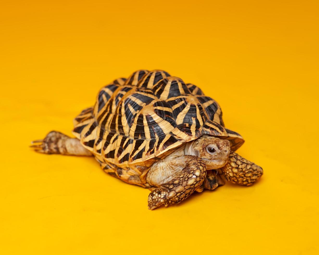 Indischer Stern sind sehr seltene Reptilien, diese Tiere werden auch als alte Tiere eingestuft, weil sie Hunderte von Jahren alt werden können. Die Schildkröte, die nur an Land leben kann, kann nicht im Wasser leben. foto