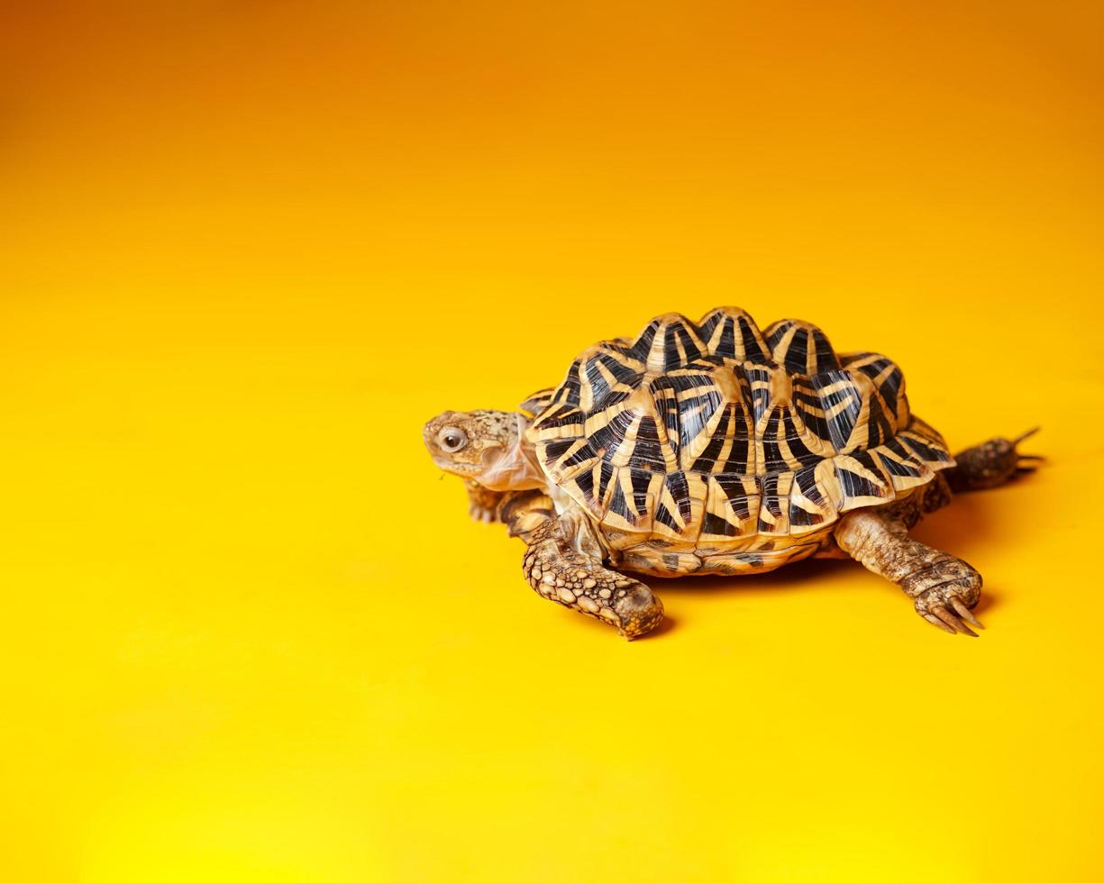 Indischer Stern sind sehr seltene Reptilien, diese Tiere werden auch als alte Tiere eingestuft, weil sie Hunderte von Jahren alt werden können. Die Schildkröte, die nur an Land leben kann, kann nicht im Wasser leben. foto