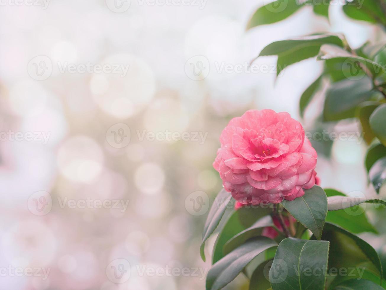 schöner Blumenhintergrund foto