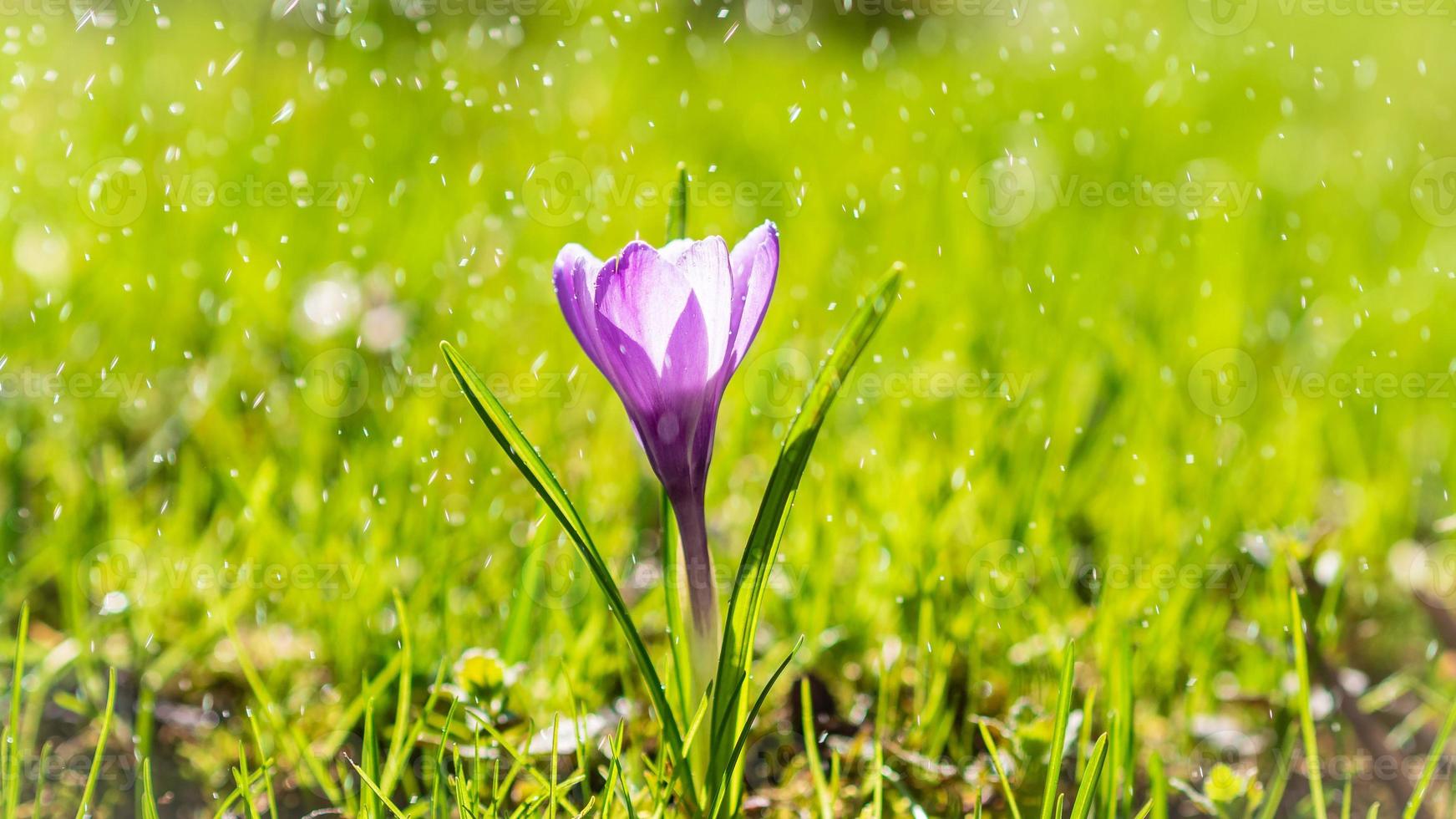 Die einzelne violette Krokusblüte in Tropfen leichten Sommerregens, langes, breites Banner foto