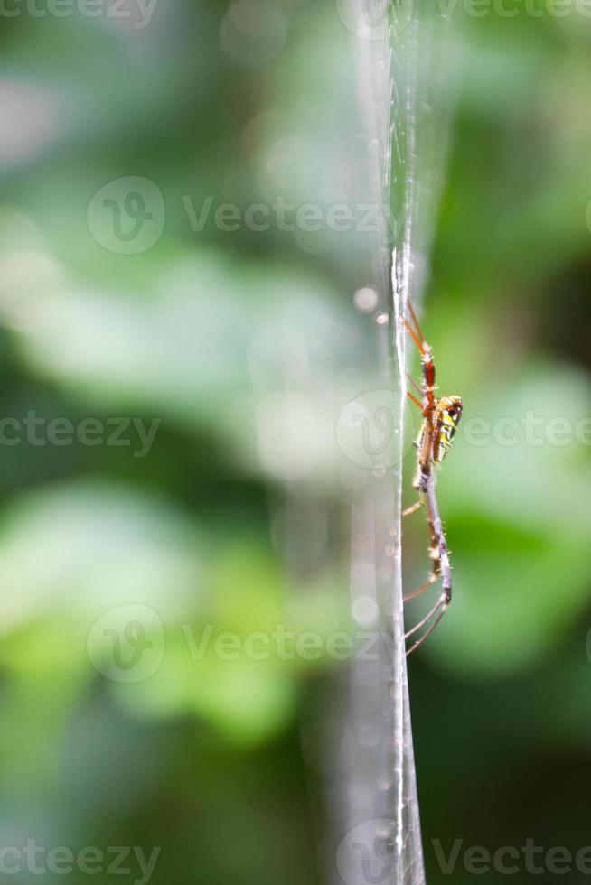 langbeinige Spinne, die darauf wartet, Beute zu fangen. foto