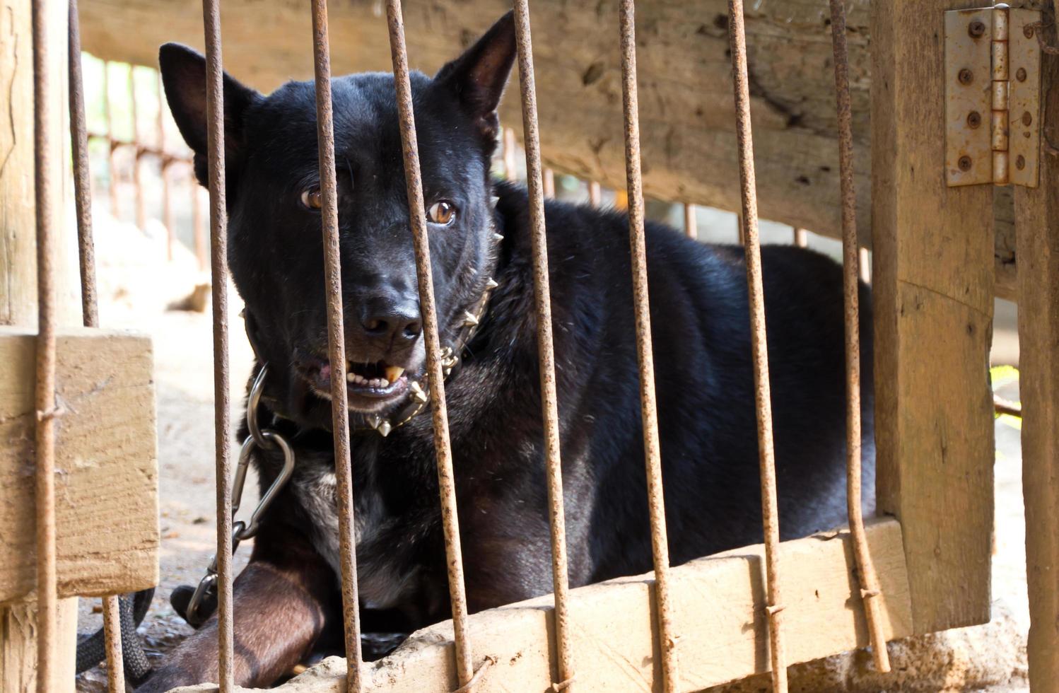 schwarzer Hund wurde im Käfig gelassen. foto