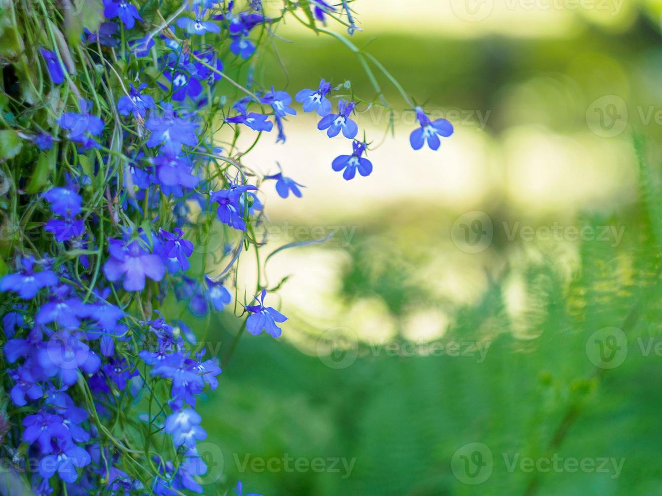 kleine blaue Blumen auf getöntem weichem gelbem und grünem Hintergrund. zarter heller Blumenhintergrund mit leerem Platz für Text foto