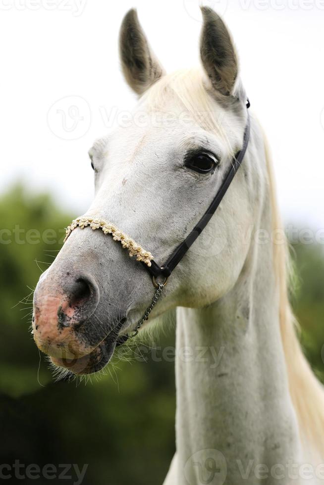 schöner Kopfschuss eines arabischen Pferdes auf natürlichem Hintergrund foto