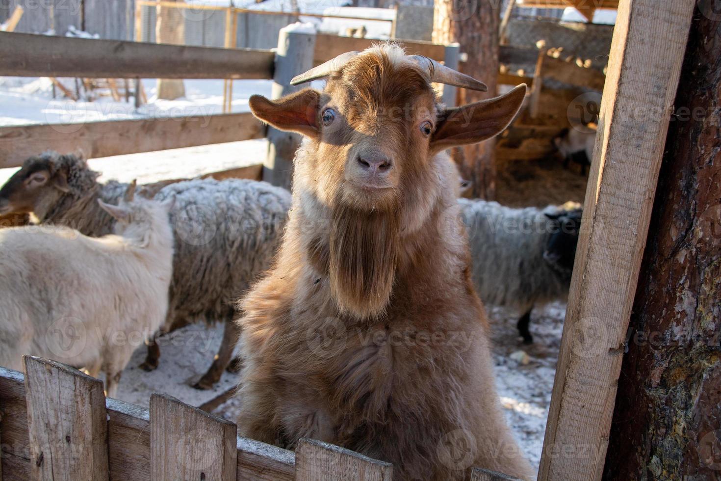 lustige Bergziege Nahaufnahme auf einem Winterbauernhof. foto