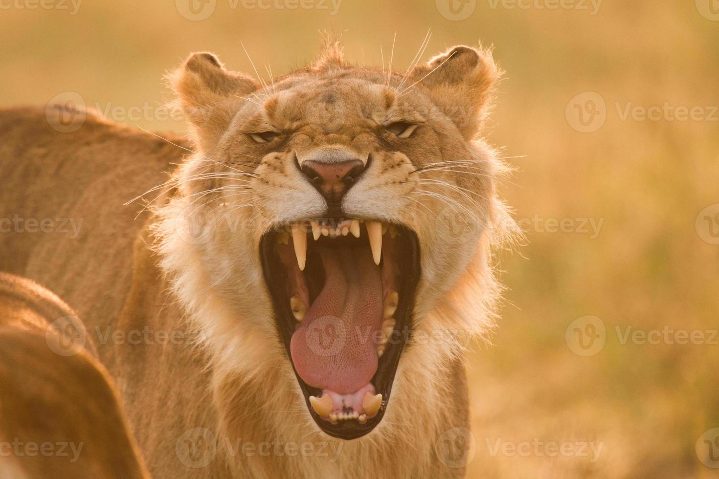 junger Löwe, der in der Morgensonne brüllt foto