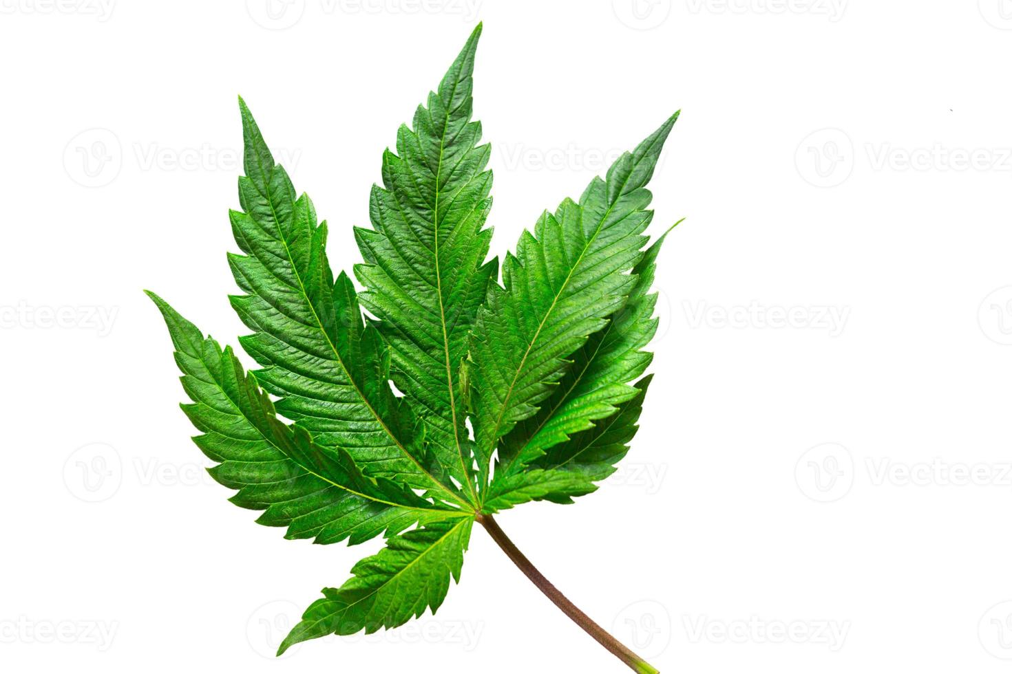 Cannabisblatt auf einem weißen Hintergrund isoliert. medizinische Marihuanablätter der Sorte Jack Herer sind eine Kreuzung aus Sativa und Indica. foto