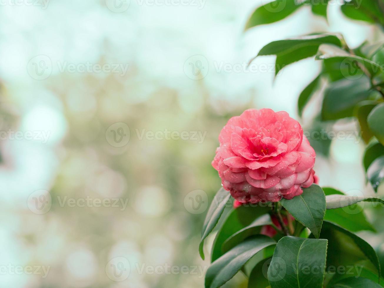 schöner Blumenhintergrund foto