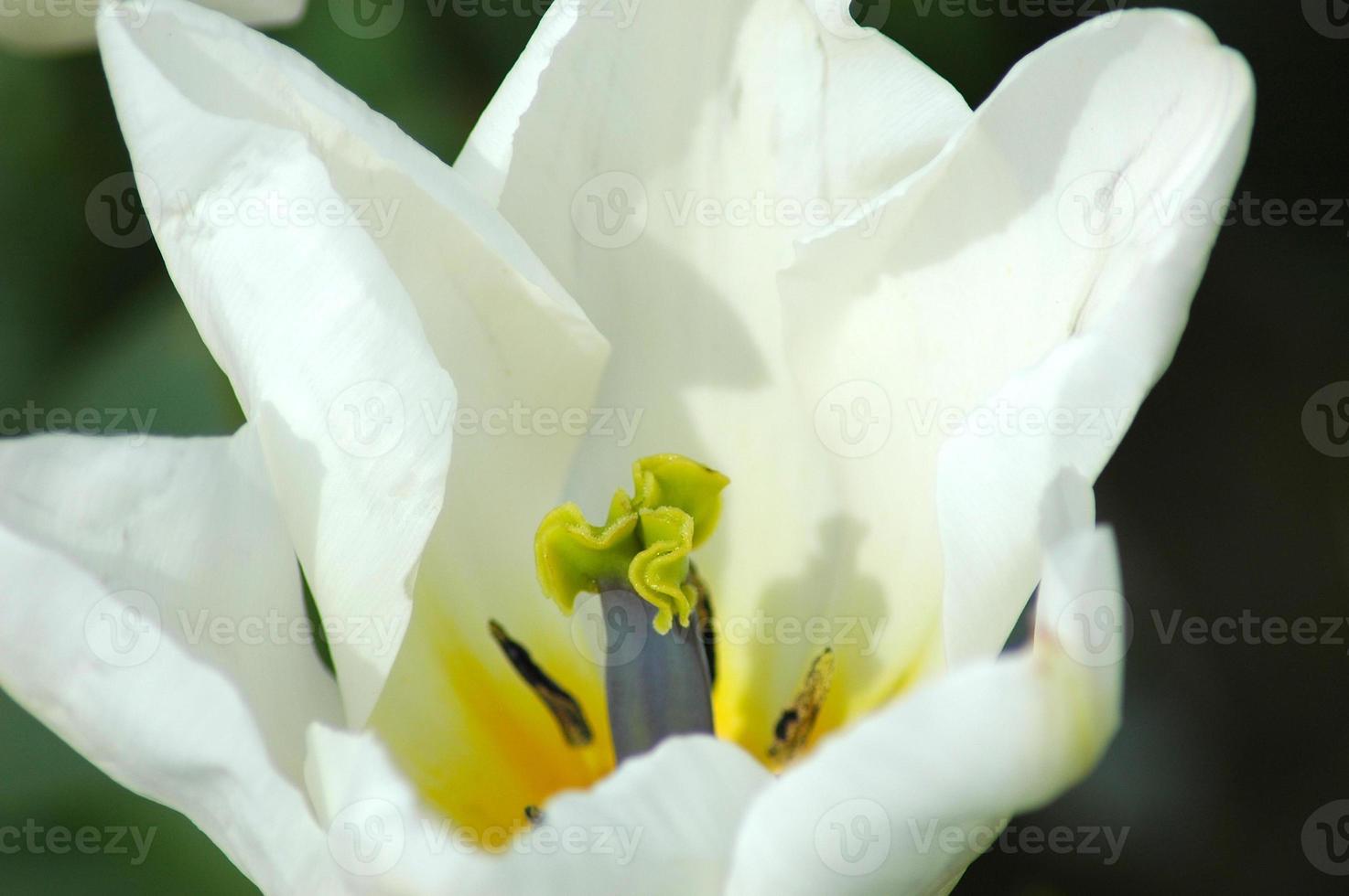 canakkale, türkei, 2007 - weiße blüten mit gelber farbe foto