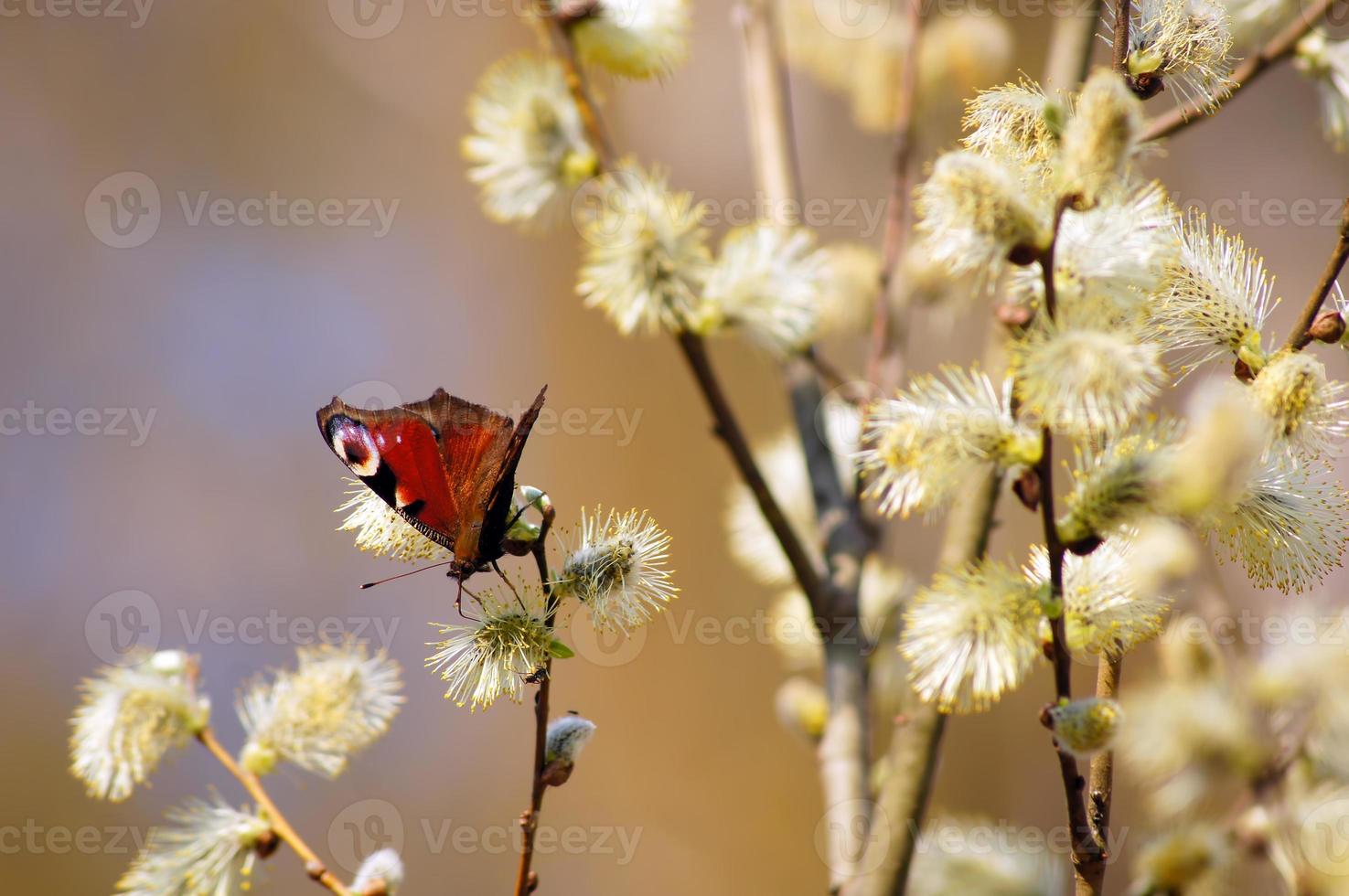Frühling. Schmetterling auf einer Weide. foto