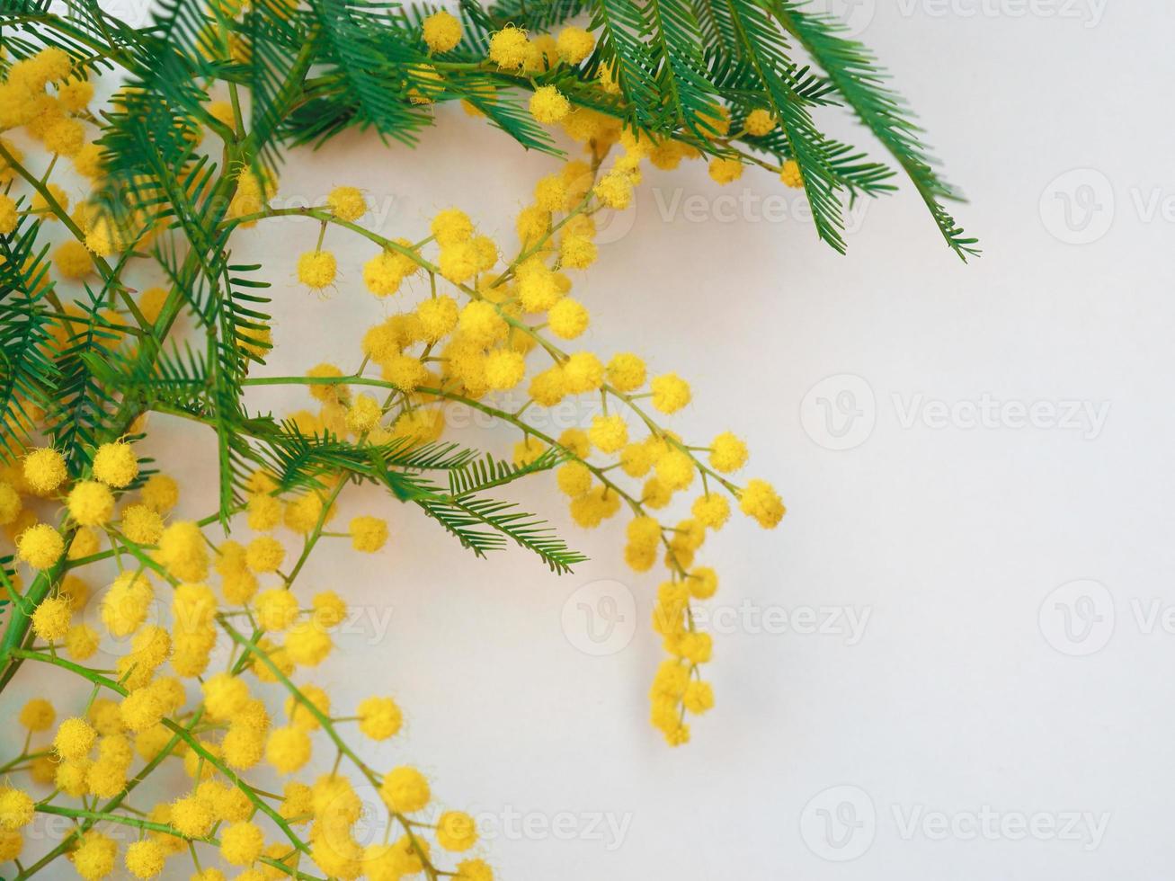 Mimose sc. name akazie dealbata gelbe blume foto