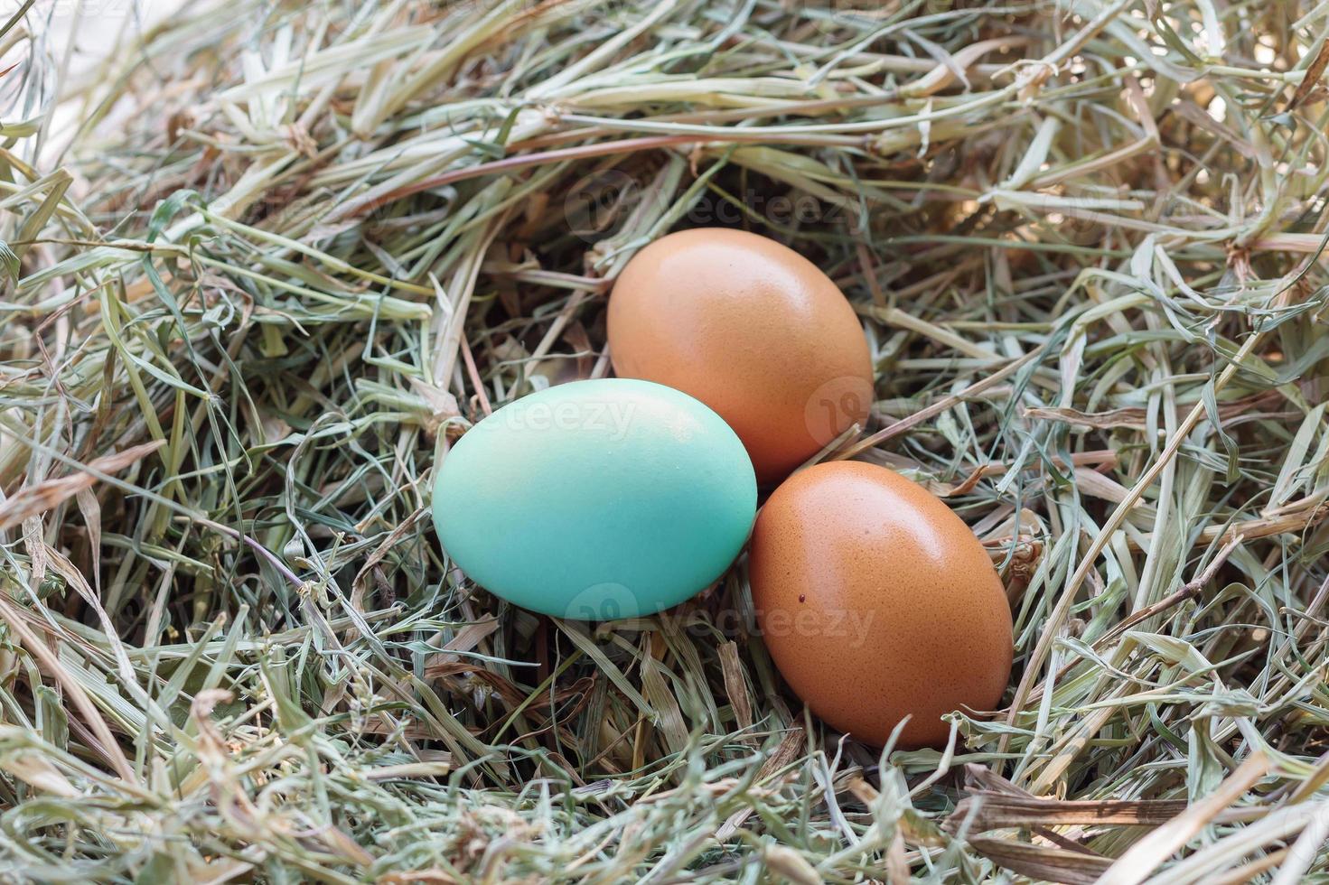 Eier im Nest foto