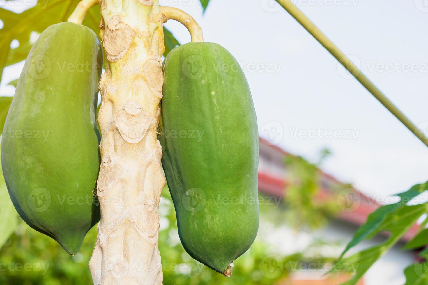 Papayabaum mit Früchten foto